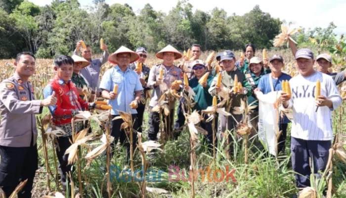 Panen Raya Jagung Barsel Capai 90 Ton, Dukung Ketahanan Pangan Nasional